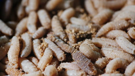 juicy maggots for catching fish 1