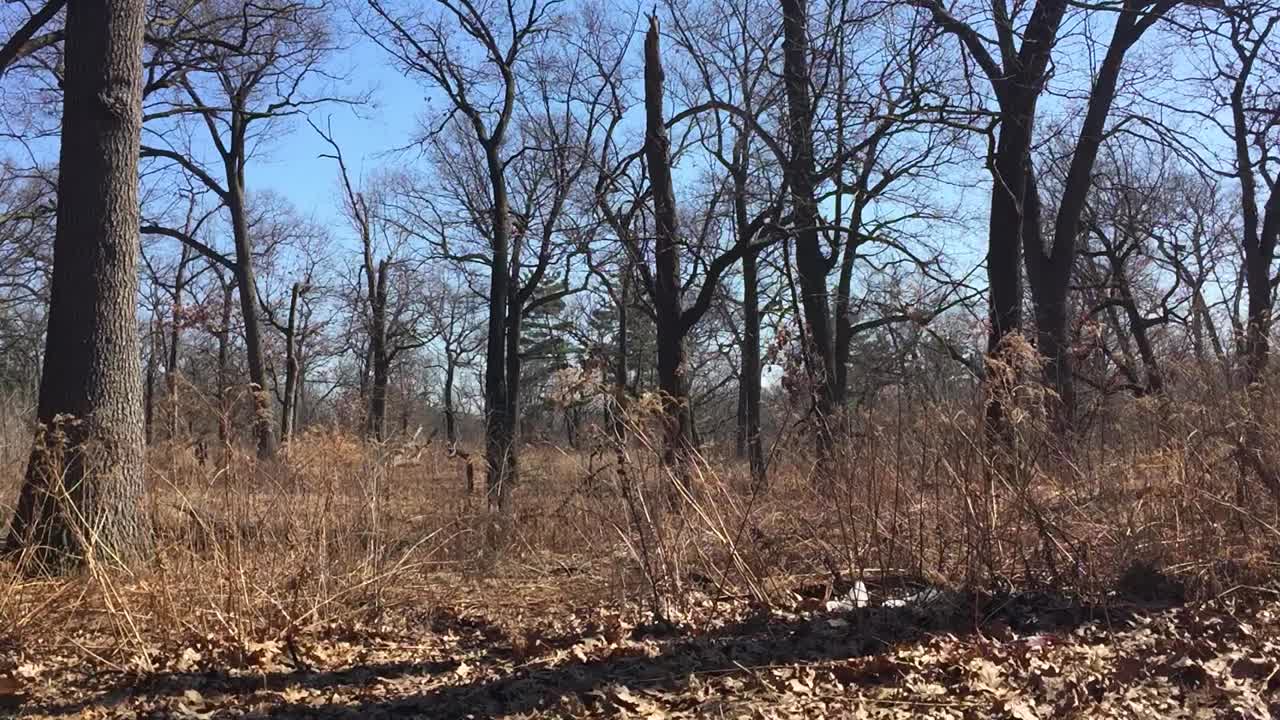 Calm woods in March, natural light, static