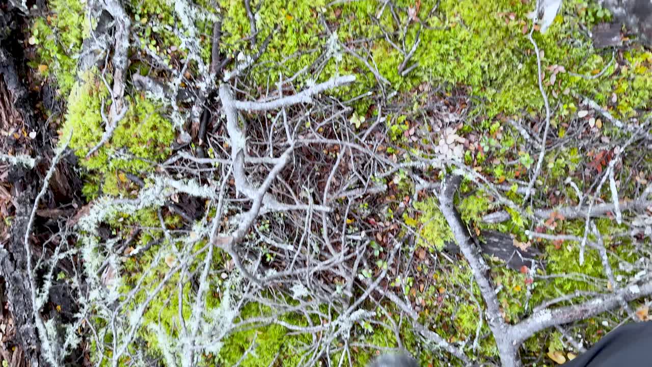 Person steps through moss, branches, and logs in lush, shaded New Zealand forest environment