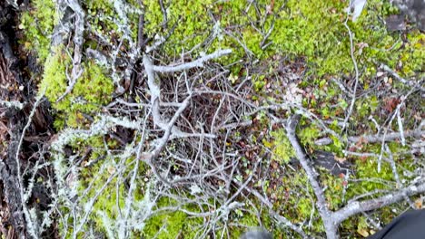 Person steps through moss, branches, and logs in lush, shaded New Zealand forest environment