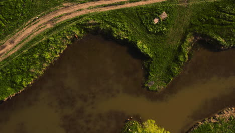 Aerial-view-of-a-golden-retriever-getting-out-of-a-lake-on-a-farm-with-dirty-water