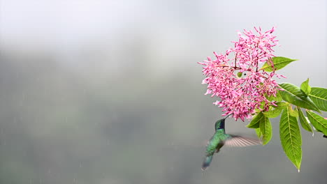 magnificent hummingbird feeding on a pink fuchsia arborescens censation juice berry, costa rica