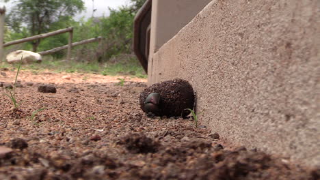 close view of dung beetle rolling ball of faeces by a building, slow zoom in