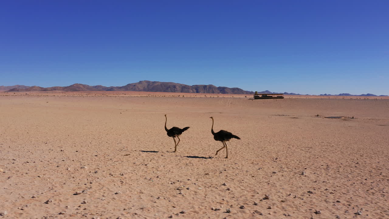 Aerial: Following two ostriches from the side walking in the Namibian desert