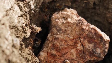 macro closeup view as busy bees buzz in and out of underground hive