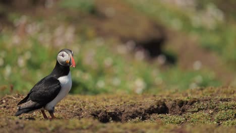 puffin jumping on ground on skomer island, uk birds animal behavior of atlantic puffins