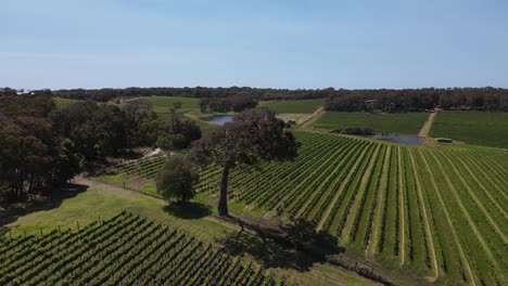 aerial flyover beautiful vineyard field and big tree during sunny day