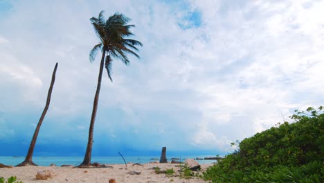 slowmo low angle, caribbean palm tree blowing in wind with cloudy sky