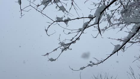 Nevadas-En-Cámara-Lenta-En-El-árbol-Del-Bosque-Cubierto-De-Nieve-En-La-Temporada-De-Invierno-Los-Copos-De-Nieve-Caen-Del-Cielo-Mirando-El-Cielo-Día-Nublado-En-El-Bosque-De-Hyrcanian-En-Irán-Paisaje-Natural-Maravillosa-Vista-Del-Cielo-En-Invierno-Irán