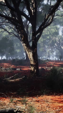 serene australian eucalyptus forest