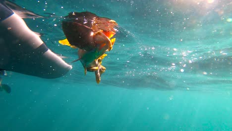 Hand-holds-fish-near-surface-of-open-ocean-releasing-fish-caught-for-sport