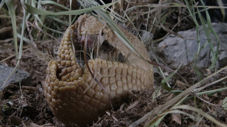 Armadillo rolled up in a ball - defensive mechanism of prey animals