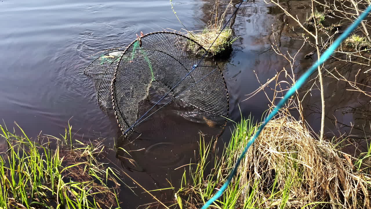 A Cylindrical Mesh Trap is Pulled From the Water's Edge, Used For Catching Fish - Close Up