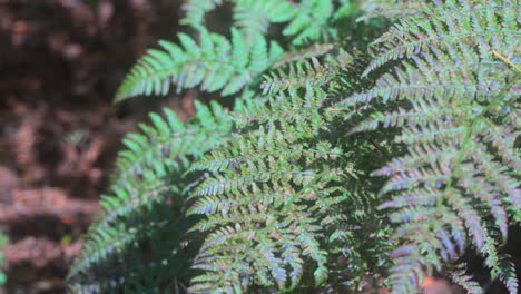 forest ferns swaying in the breeze on bright summer day