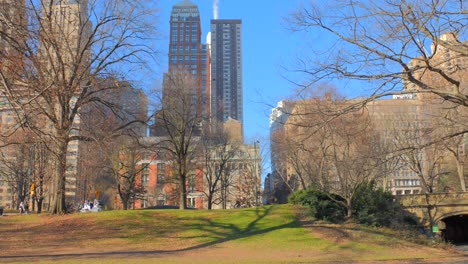 árboles calvos en el parque central urbano en manhattan, nueva york durante el día soleado de invierno