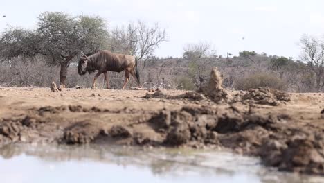 Ein-Blaues-Gnu,-Das-Langsam-über-Den-Rahmen-Im-Mashatu-Game-Reserve,-Botswana,-Geht