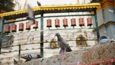 pigeons and buddhist prayer wheels at kathmandu in nepal, close up of tibetan buddhist prayer wheels for praying in buddhism at a temple at a popular travel destination in nepal and kathmandu