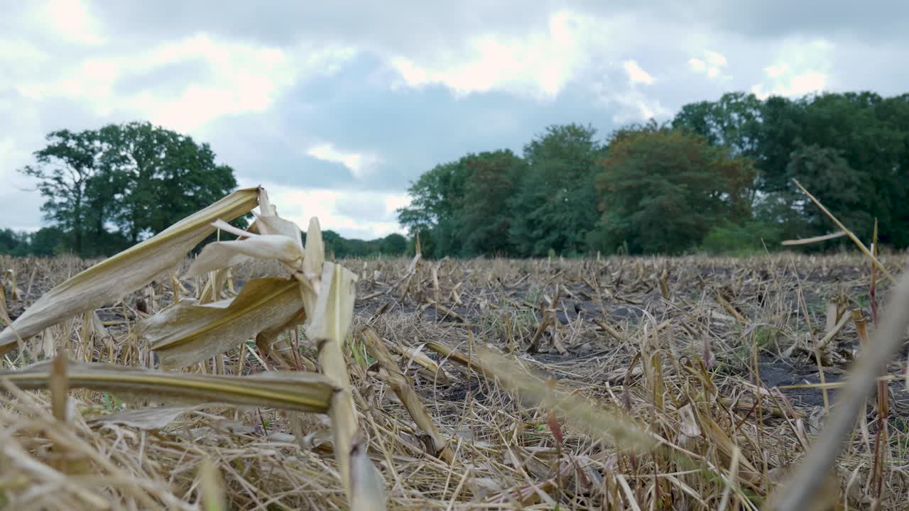 Cornfield after Harvest