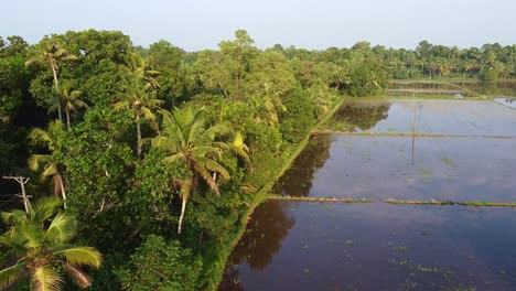 a farm next to a forest,field edges, land prepared for cultivation ,the field has been plowed and watered for cultivation, rice fields in asia , high angle shot , aerial shoot