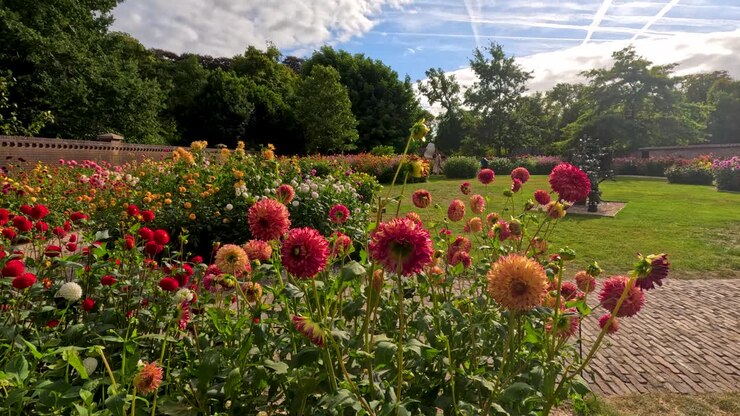Vibrant dahlia flowers bloom in a landscaped botanical garden, captured with smooth camera movement and natural daylight, highlighting lush greenery and cobblestone paths