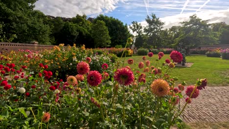 vibrant dahlia flowers bloom in a landscaped botanical garden, captured with smooth camera movement and natural daylight, highlighting lush greenery and cobblestone paths