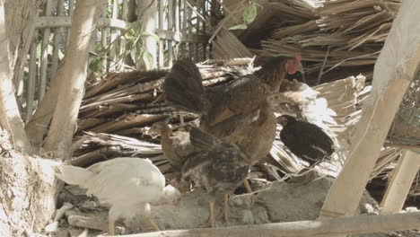 Gallina-Y-Gallo-En-Provincia