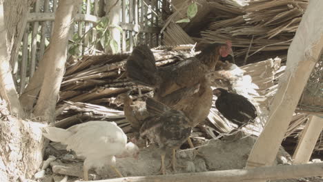 gallina y gallo en provincia