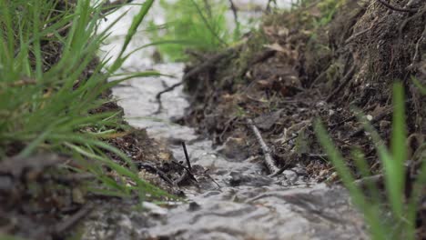 Small-stream-of-water-next-to-grass-and-brown-leaves