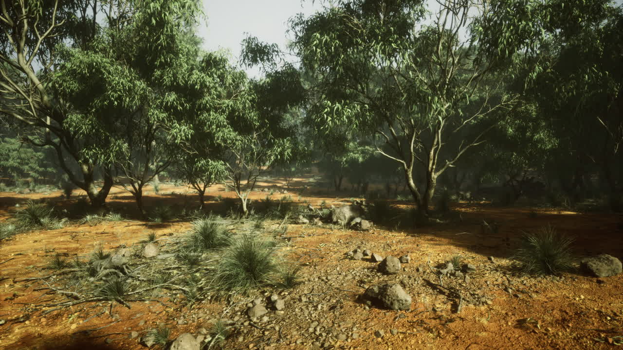 Exploring the tranquil beauty of a dense australian bushland landscape