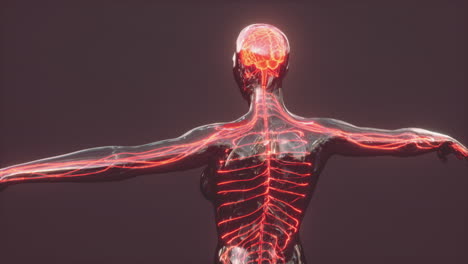 Spinal-cord-nerve-energy-impulses-into-brain