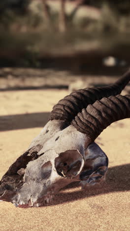 close up of an animal skull in the desert