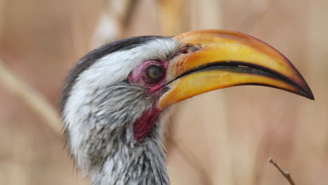 headshot of a southern yellow-billed hornbill in southern africa