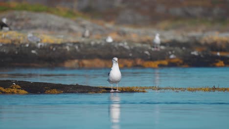 a common seagull perched on the algae-covered rocks