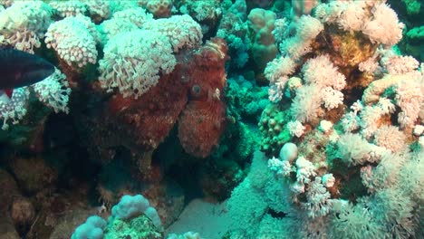 pulpo de arrecife sentado entre corales blandos blancos en arrecifes de coral tropicales