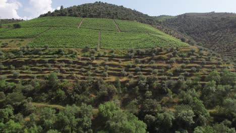 flying above mountain vineyards in portugal