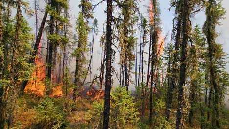pan para incendios forestales que queman entre los árboles y el humo, alberta, canadá