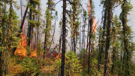 pan pour les feux de forêt brûlant parmi les arbres et la fumée, alberta, canada