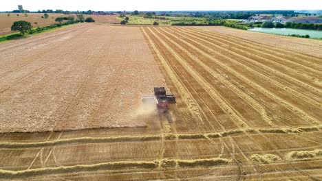 A-golden-field-of-spring-barley-being-harvested-on-a-beautiful-English-summer's-day,-the-epitome-of-rural-life-in-England