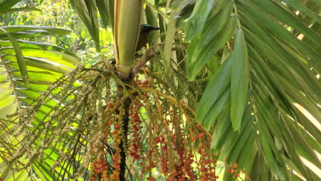 blue-capped motmot on a palm tree feeding on its fruits