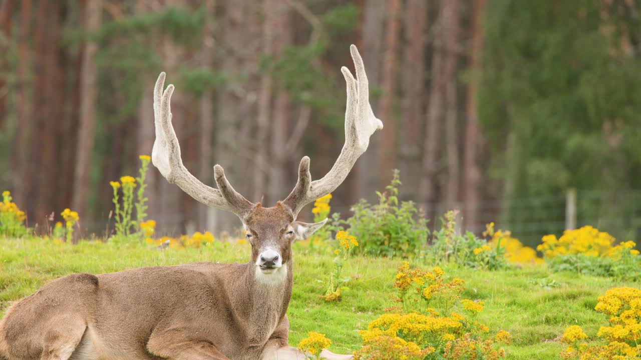 Large red deer stag with antlers resting in wildflower meadow, soft daylight, stable camera