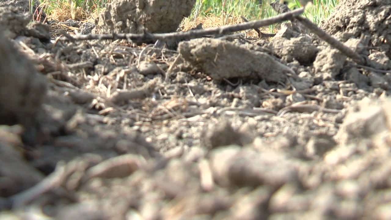 Close-up view of dry soil and plant matter