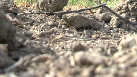 close-up view of dry soil and plant matter