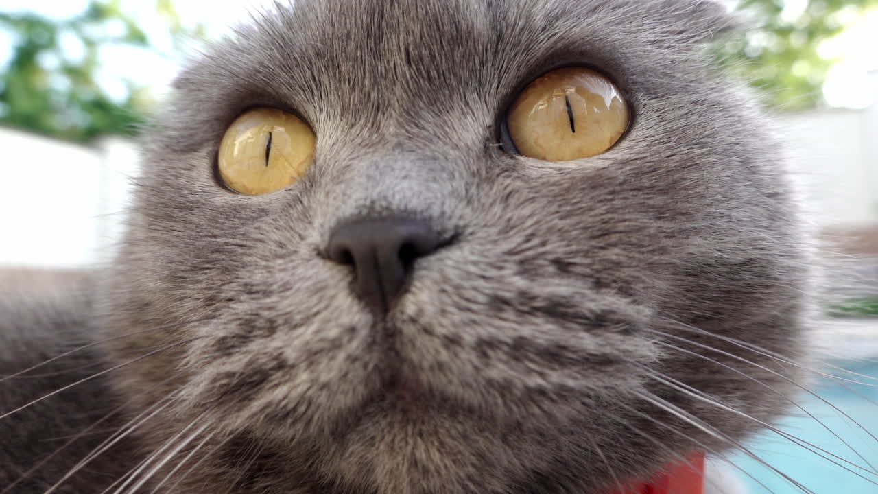 Close up of a Scottish Fold cat with orange eyes and a red collar resting near a pool