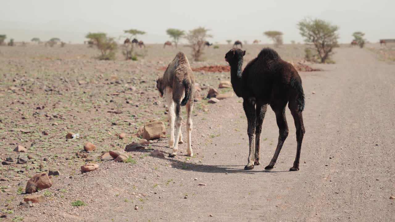 terneros de camello salvajes caminando por un paisaje desértico seco en marruecos