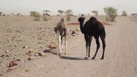 Wild-camel-calves-walking-on-a-dry-deesert-landscape-in-Morocco