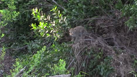 Tiny-cute-three-month-old-leopard-cub-on-top-of-a-bush-balancing-and-looking-out