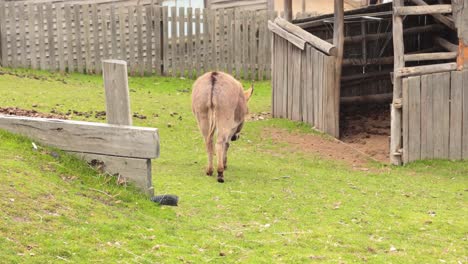 a donkey walks towards a wooden shelter