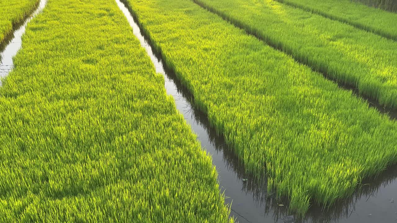 Giovani piantine di riso di un verde vivido che crescono in una risaia
