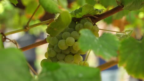racimo de uvas colgando de una vid y con gente en la cosecha en el fondo