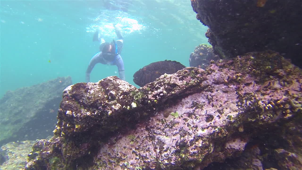 관광 다이버가 수중 산호초를 따라 쉬고 있는 호크피시에게 접근합니다.